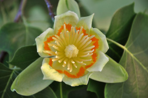 1280px-Liriodendron_tulipifera_flower_006