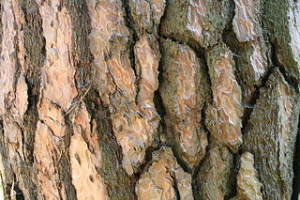 320px-Pinus_nigra_JPG4Ad
