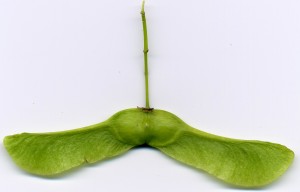 Acer_platanoides_scanned_fruit