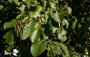 Alnus-cordata-feuilles