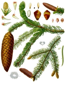 Picea_abies_-_Köhler–s_Medizinal-Pflanzen-105