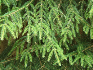 Picea_orientalis feuille