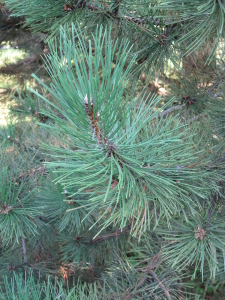 Pinus_nigra_laricio_corsicana feuilles