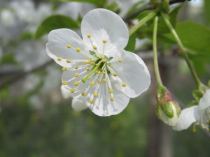 Prunus_avium_flower