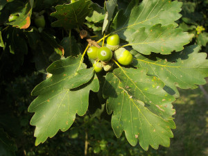 Quercus_petraea feuille fruit