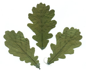 Quercus_robur._feuilles