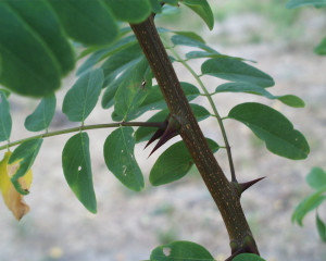 Robinia pseudoacacia épines