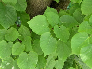 Tilia_x_vulgaris feuilles