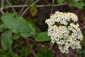Viorne lantane (Viburnum lantana) feuille et fleur