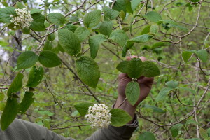 Viorne lantane (Viburnum lantana) feuilles