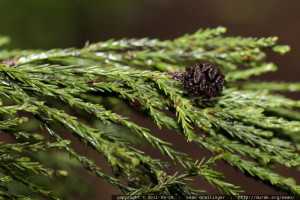 sequoiadendron giganteum feuille