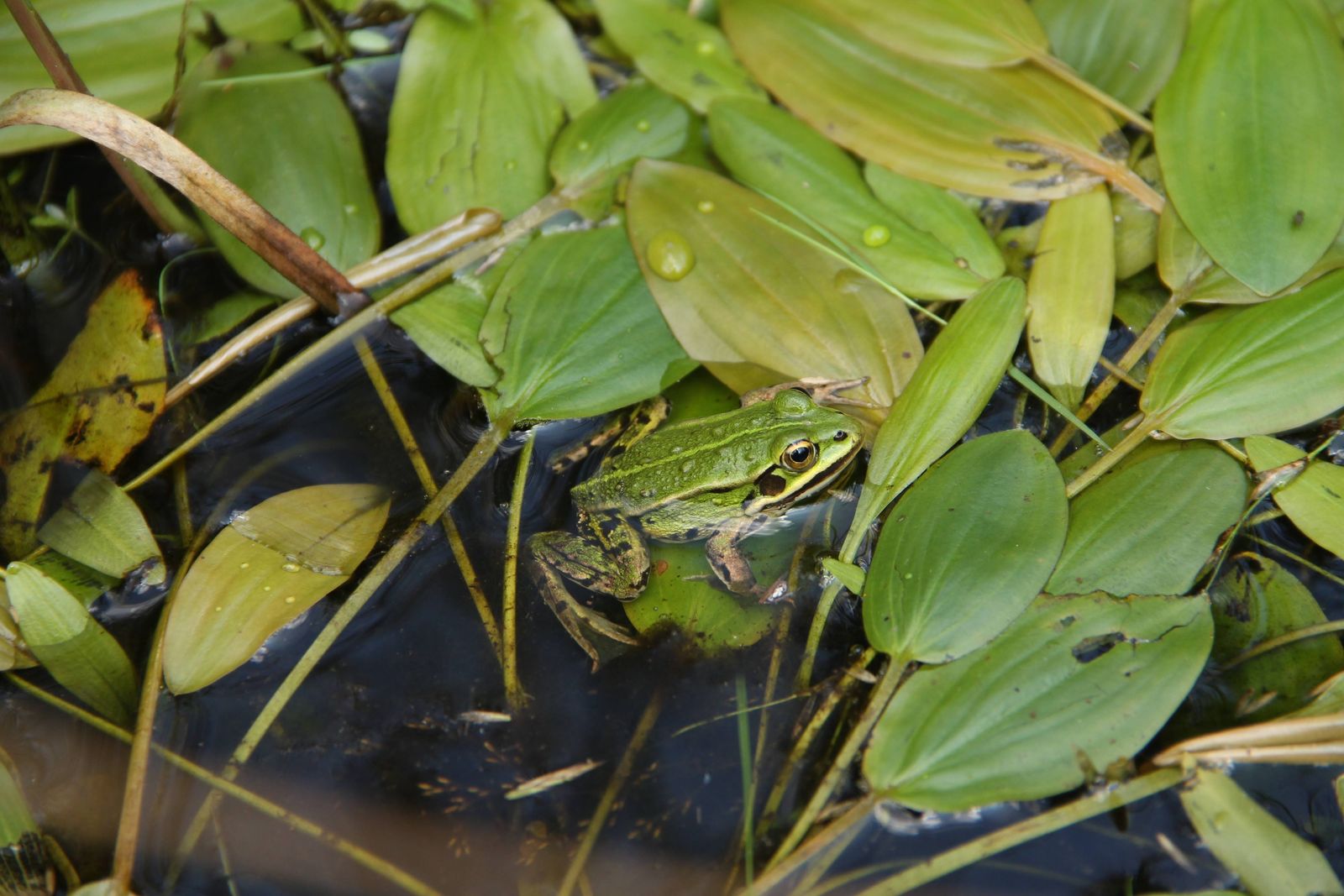 Espèces à statut en Région wallonne | BioPlanner & VIVUS Nature