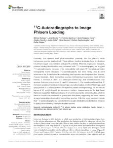 Hubeau et al._11C-Autoradiographs to image phloem loading